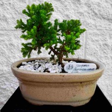 Bonsai 5 years